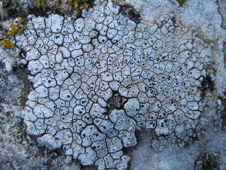 Aspicilia: Variet�